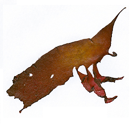 Calliblepharis-ciliata