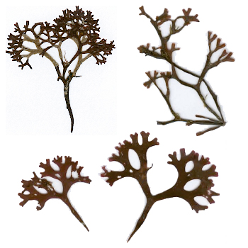 Chondrus-crispus