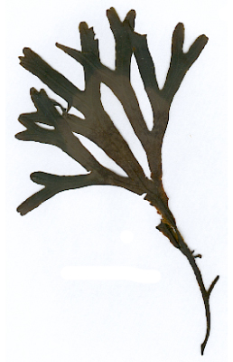 Fucus spiralis