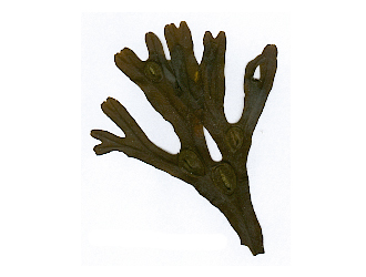 Fucus vesiculosus