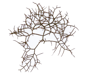 Gigartina-acicularis