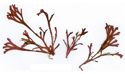 Gigartina-multipartita