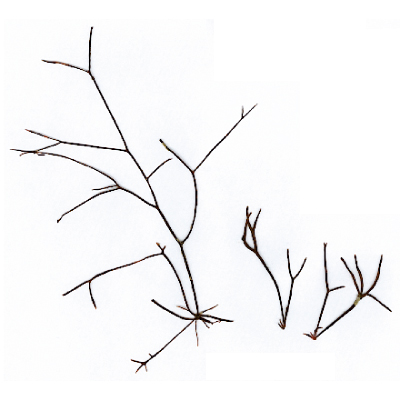 Gracilaria-verrucosa