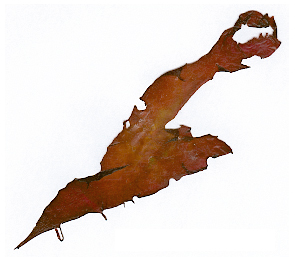 Grateloupia-doryphora