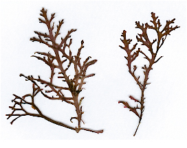 Laurencia-pinnatifida