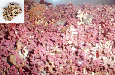 Lithothamnion-calcareum