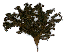 Mastocarpus-stellatus