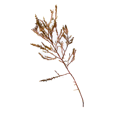 Plocamium-cartilagineum