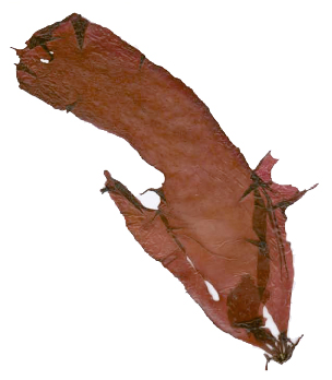 Porphyra-sp.