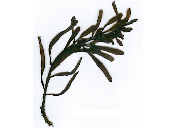 Sargassum muticum